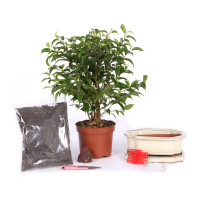 Bonsai-Set 'Ficus'