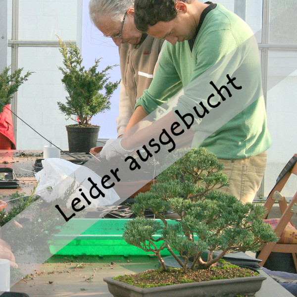 Floßform mit Wacholder am 24.01.2026