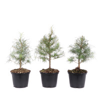 Larix decidua