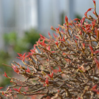 Vorschau: Austrieb Vorschau: Austrieb