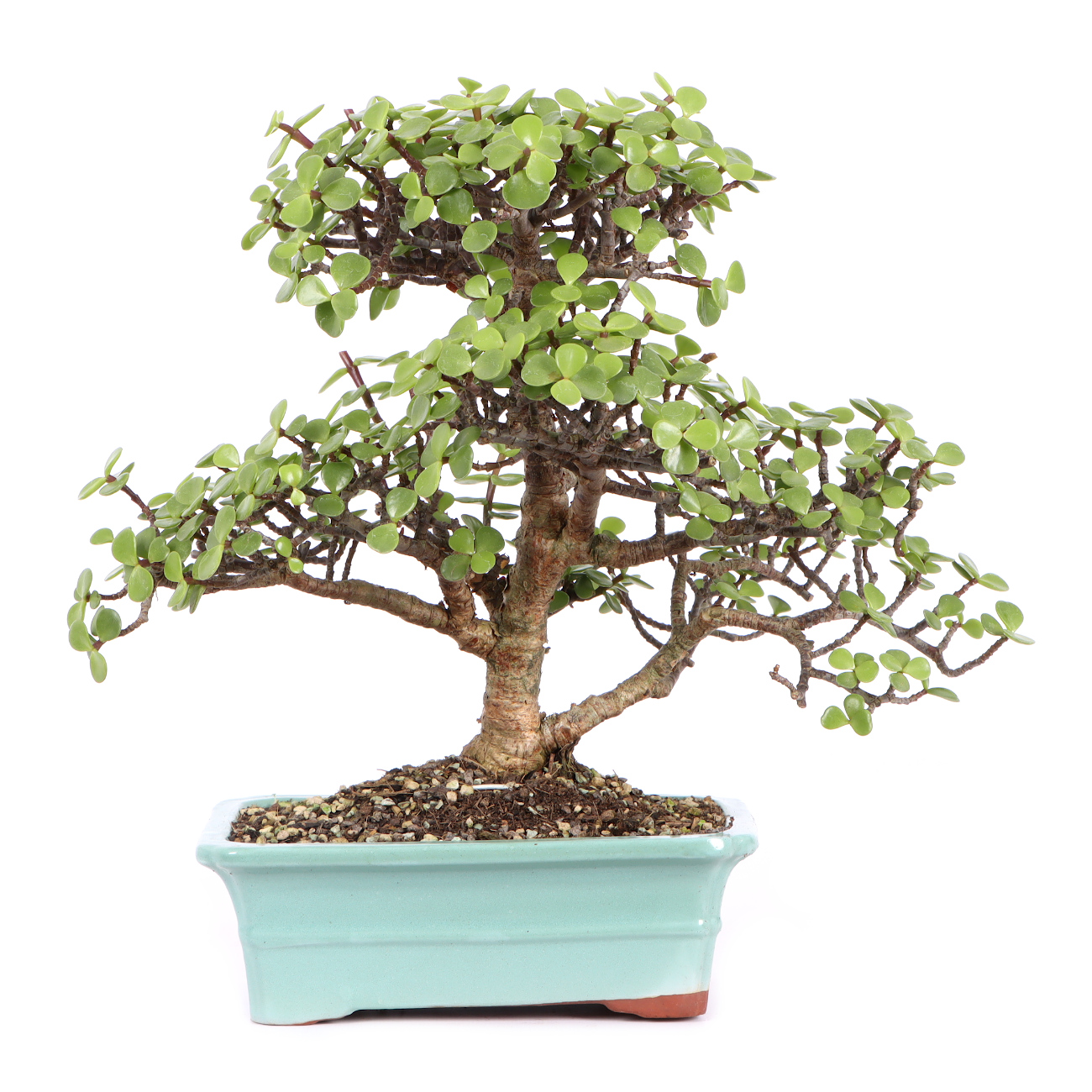 PORTULACARIA AFRA en BONSAÏ 🌱NEJIKAN BONSAI 🌱 