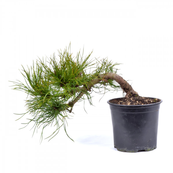 Pinus mugo var. pumilio