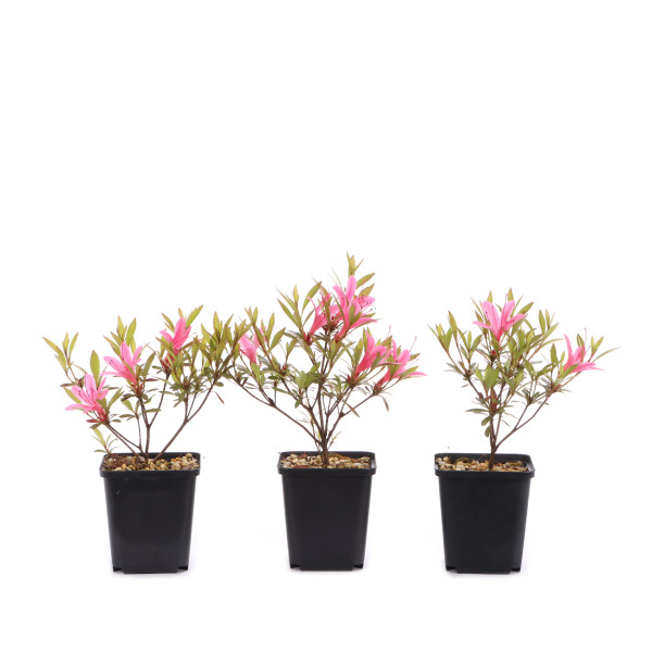 Rhododendron indicum 'Korin'