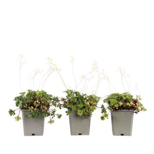 Saxifraga cuneifolia