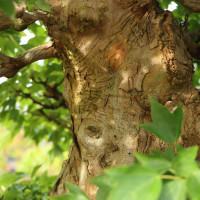 Vorschau: Rinde Vorschau: Rinde