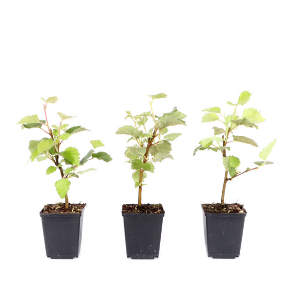 Betula pubescens