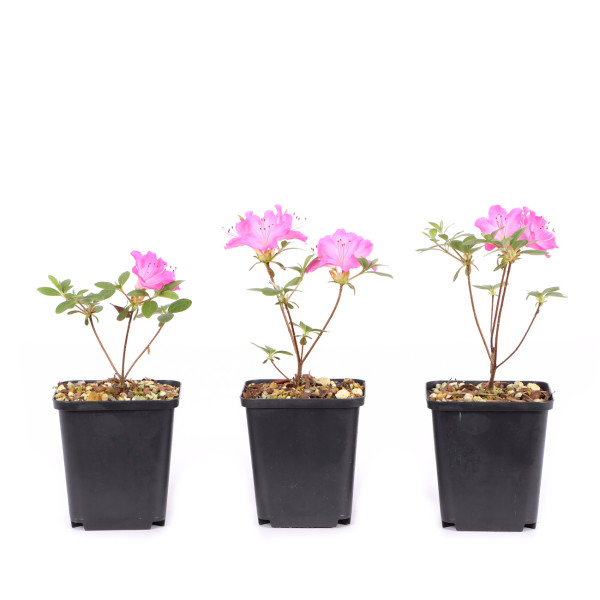 Rhododendron indicum 'Kome Kulshan'