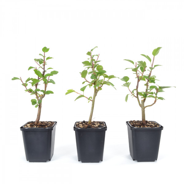 Malus toringo