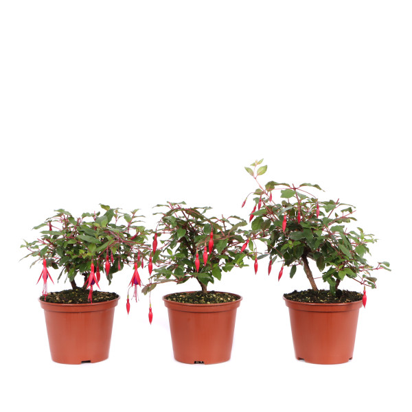 Fuchsia magellancia 'Thompsonii'