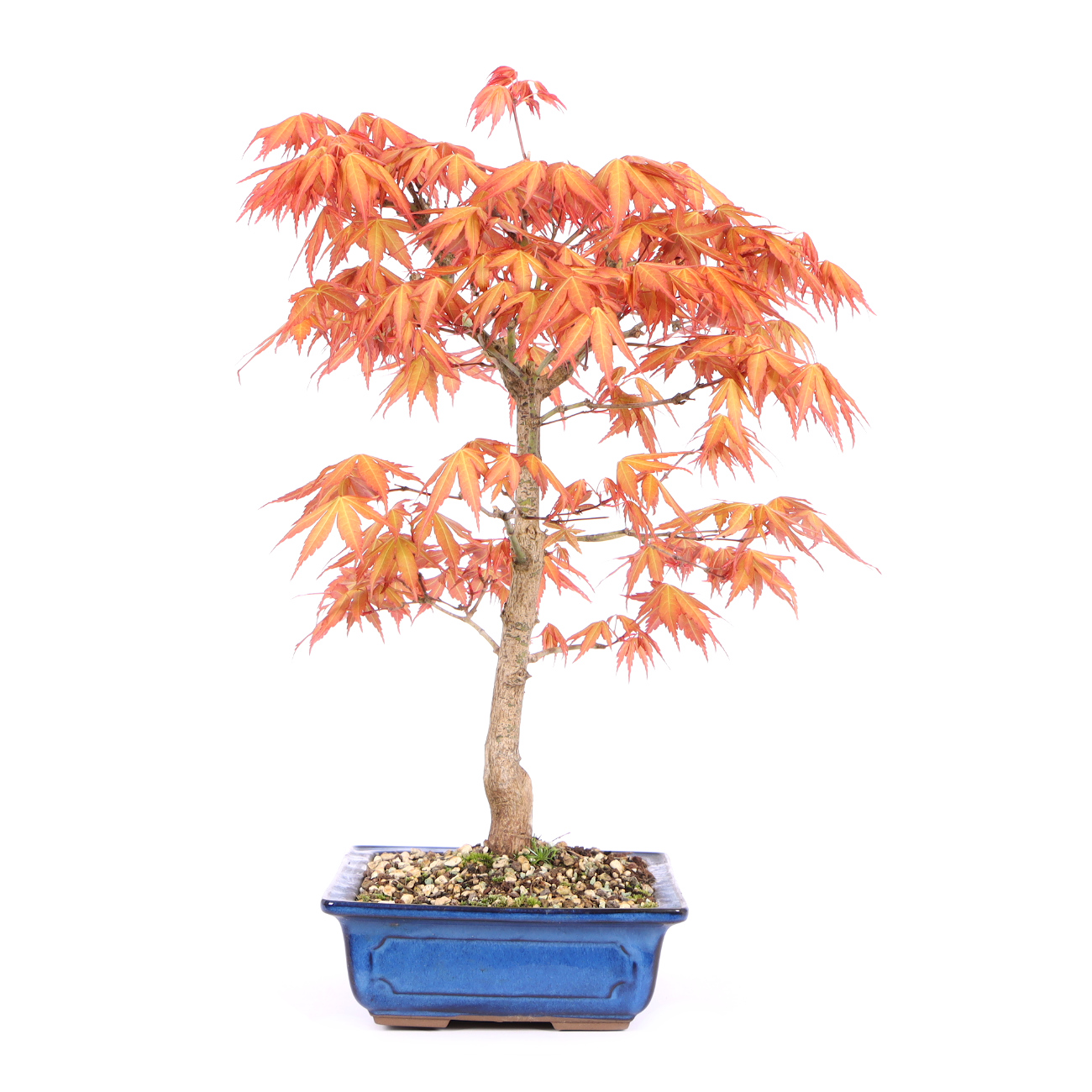 Acer palmatum 'Katsura' | Bonsai | Outdoor Bonsai | Bonsai | Bonsaischule