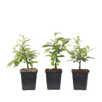 Photinia villosa