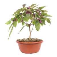 Vorderseite Vorderseite