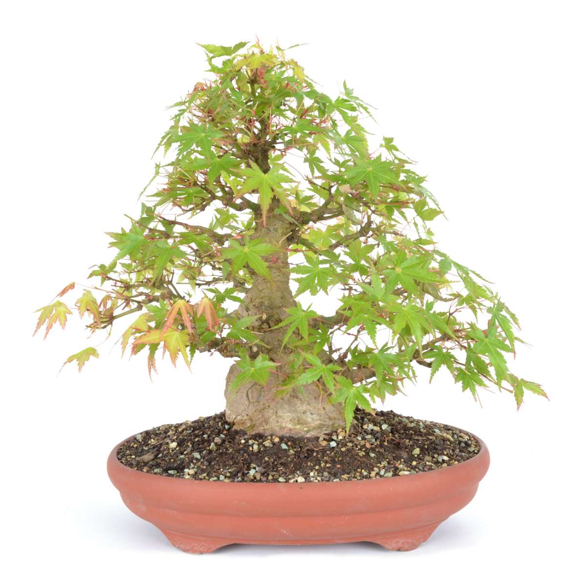 Acer Palmatum Bonsai Bonsai Outdoor Bonsai Bonsaischule Enger