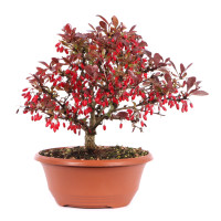 Vorderseite Vorderseite