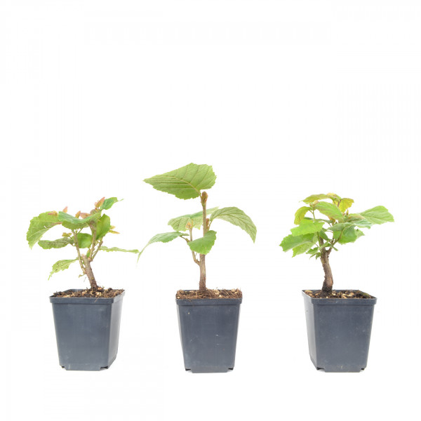 Corylus avellana