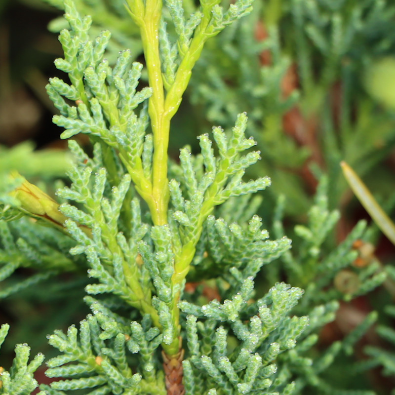 media/image/Juniperus_chinensis_Blaauw.jpg