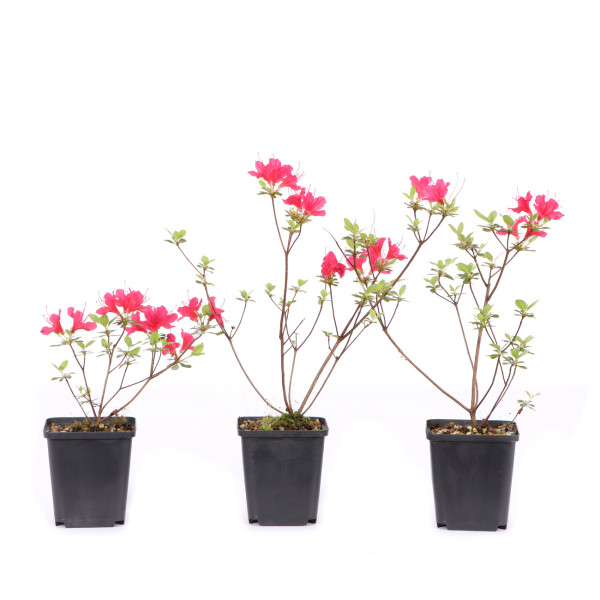 Rhododendron indicum 'Hino Crimson'