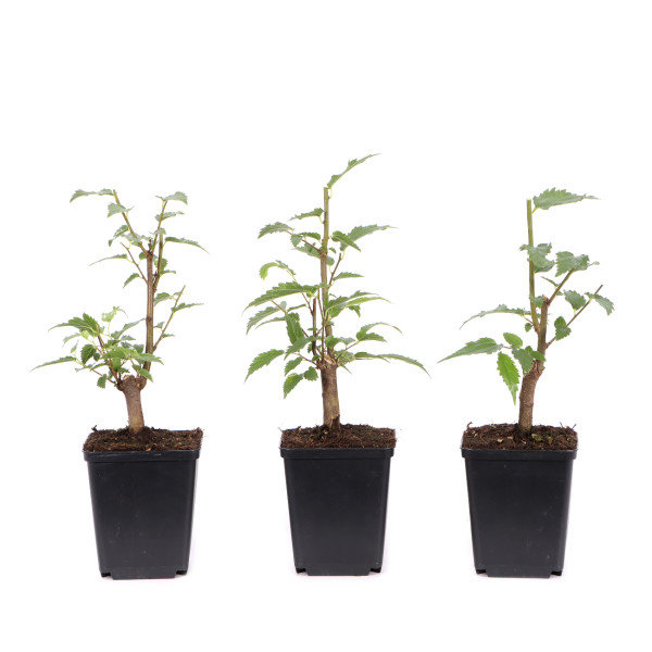 Celtis australis