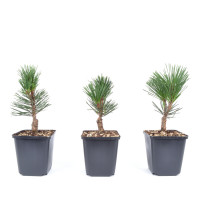 Pinus thunbergii 'Kotobuki'