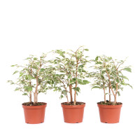 Ficus benjamina 'Starlight'