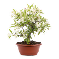 Vorschau: Seitenansicht rechts Vorschau: Seitenansicht rechts