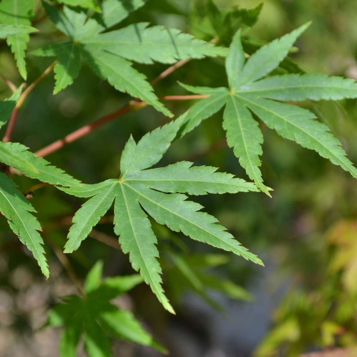 Acer Palmatum Jungpflanzen Bonsai Outdoor Bonsai Bonsaischule Enger 