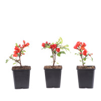 Chaenomeles japonica 'Cido Red'