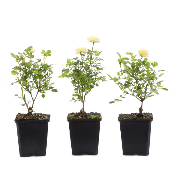 Rosa spec. - gelb