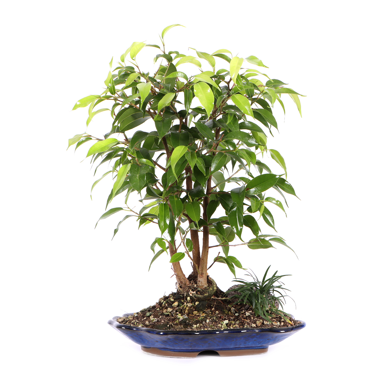 Ficus benjamina 'Natasja' Tropical Bonsai Indoor Bonsai Bonsai
