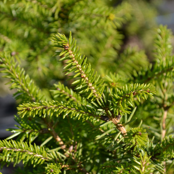 Picea Abies 'nidiformis' 