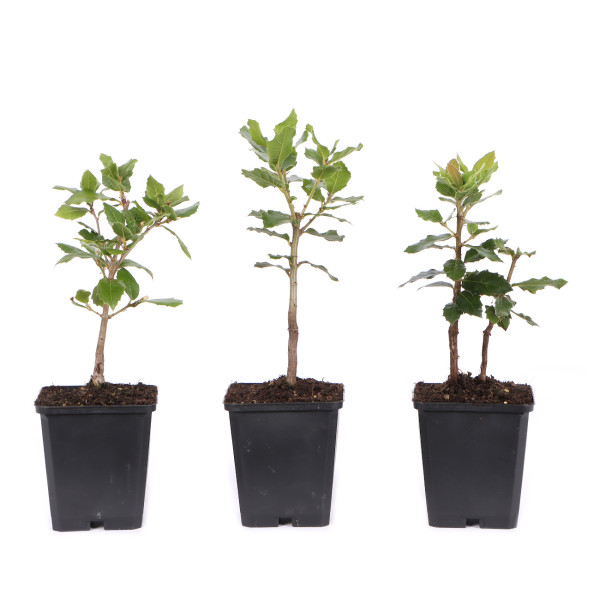 Quercus ilex