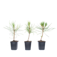 Pinus sylvestris