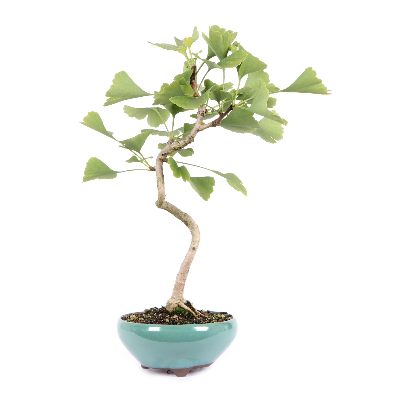 Ginkgo biloba Bonsai Outdoor Bonsai Bonsai Bonsaischule