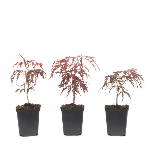 Acer palmatum 'Dissectum Atropurpureum'