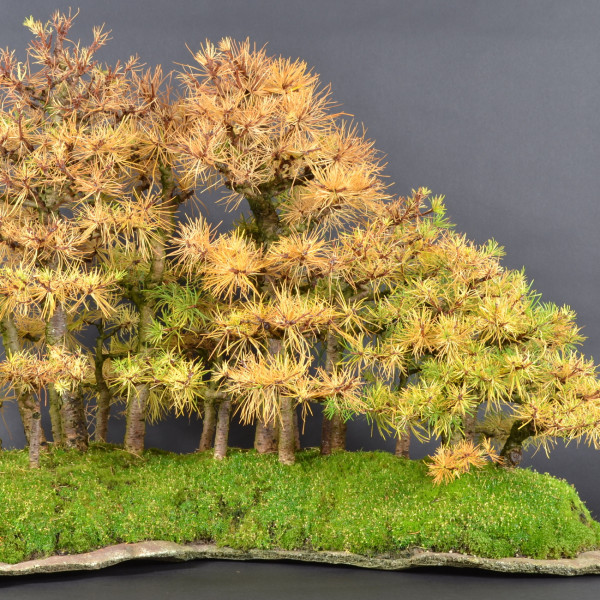 Waldgestaltung - Yose-ue am 20.02.2026