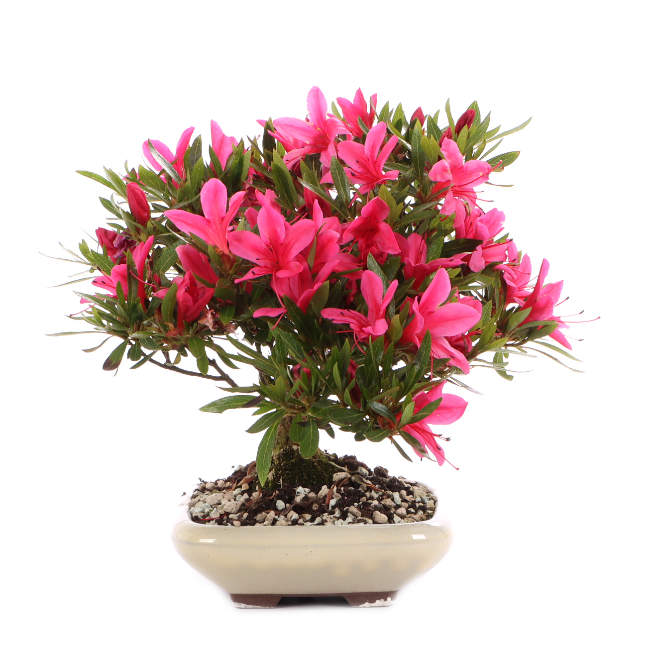 Rhododendron indicum 'Korin' | Bonsai | Outdoor Bonsai | Bonsai ...