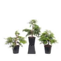 Tsuga canadensis 'Nana'
