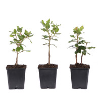 Quercus ilex