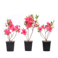 Rhododendron indicum 'Osakazuki'