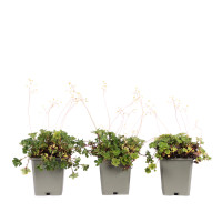 Saxifraga cuneifolia