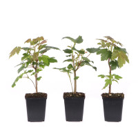 Acer pseudoplatanus