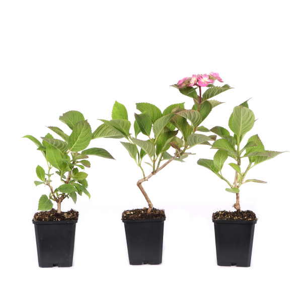 Hydrangea serrata 'Koreana'