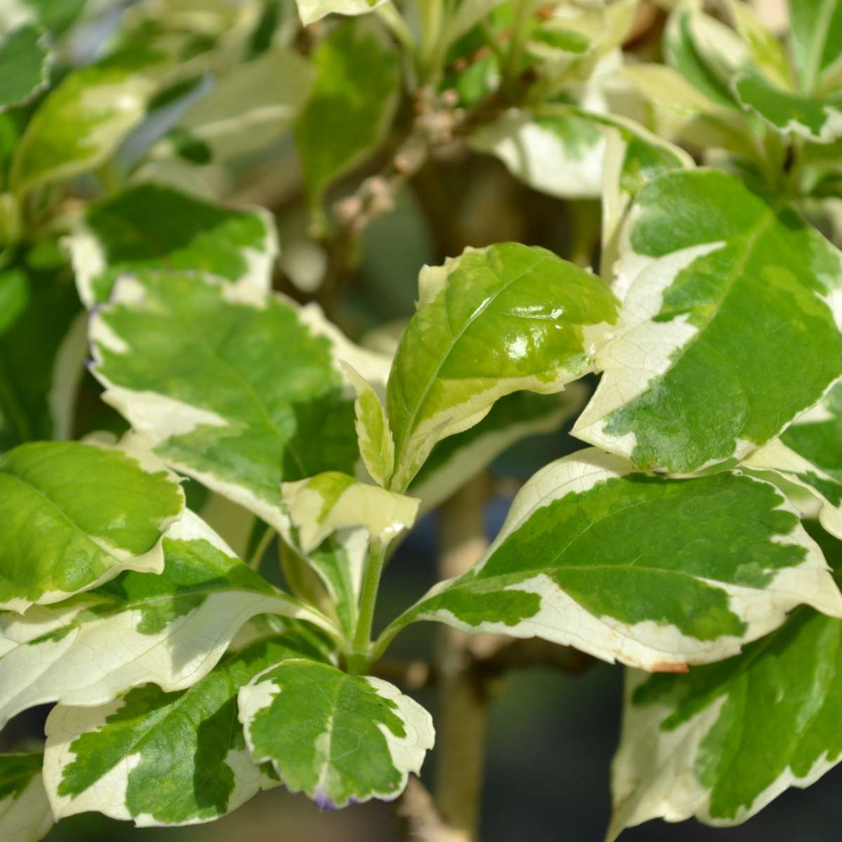 Duranta erecta 'Variegata' | Bonsai | Bonsaischule Enger