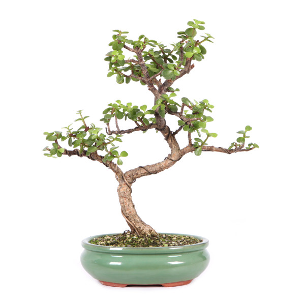 Portulacaria afra