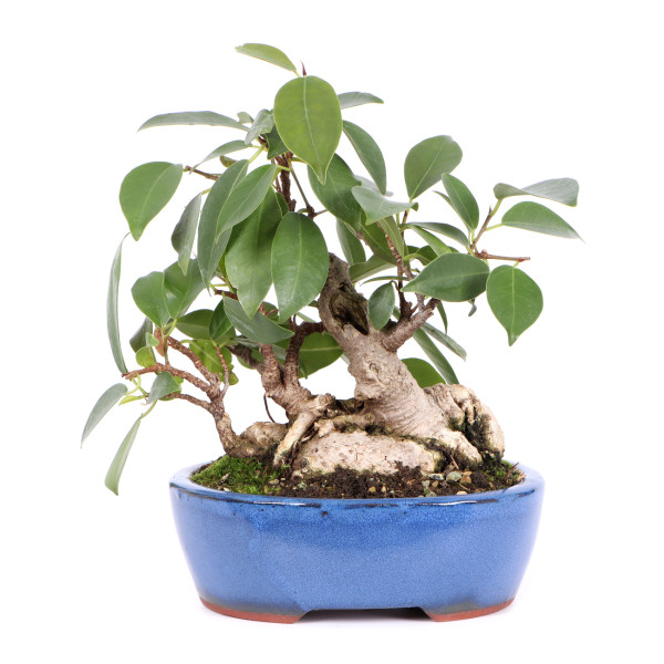 Ficus microcarpa