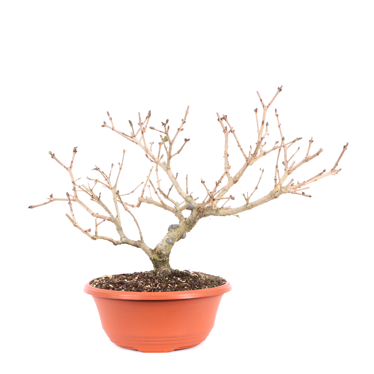 Ligustrum vulgare | Pre-Bonsai | Outdoor Bonsai | Bonsai | Bonsaischule