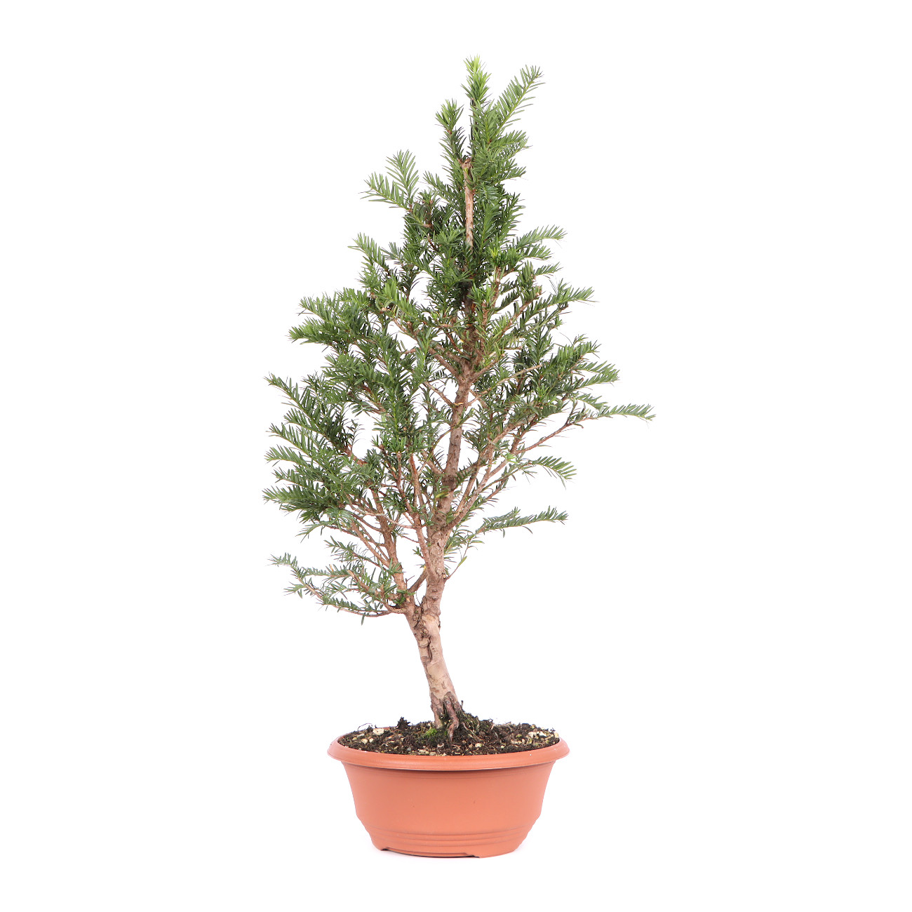 taxus baccata | pre-bonsai | outdoor bonsai | bonsai | bonsaischule