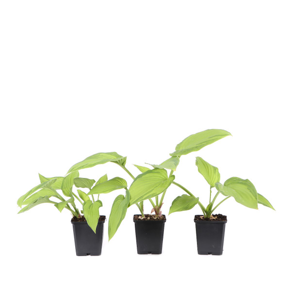 Hosta fortunei 'Albopicta'