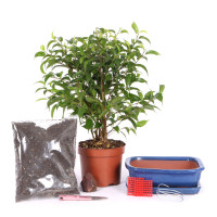 Bonsai-Set 'Ficus'