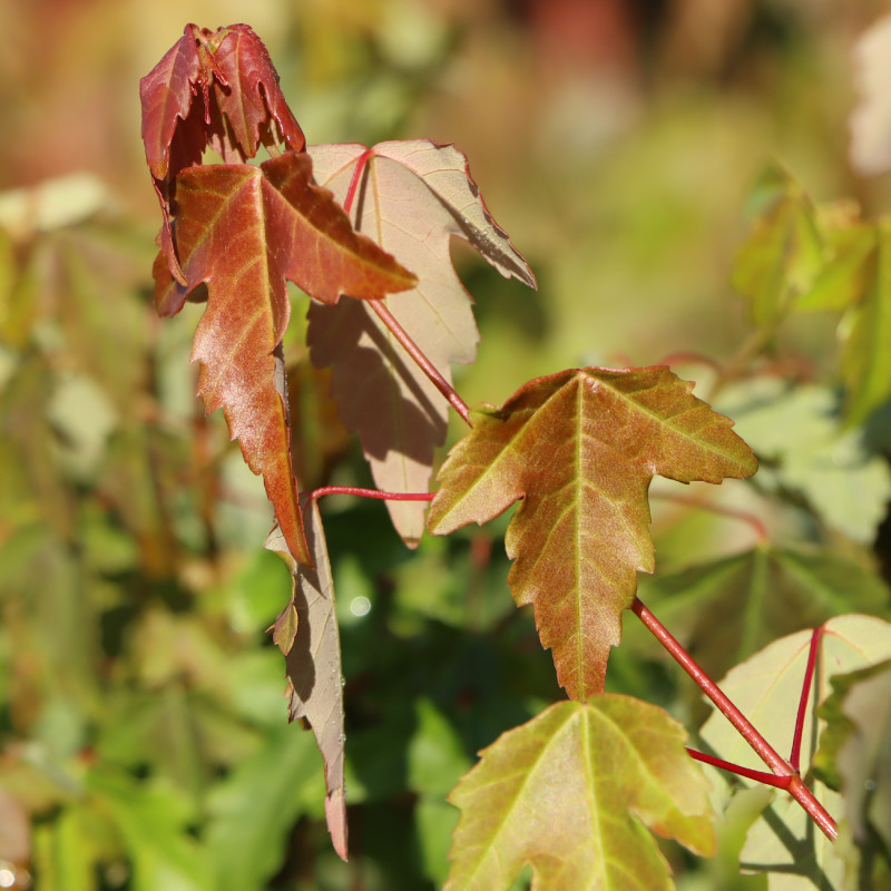 media/image/Acer_buergerianum.jpg